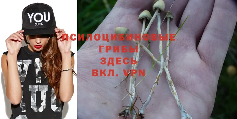 Галлюциногенные грибы MAGIC MUSHROOMS  Сычёвка 